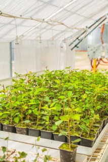 Plum tree seedlings in the greenhouse