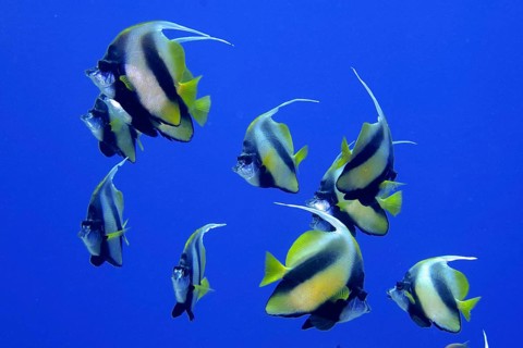 Shoal