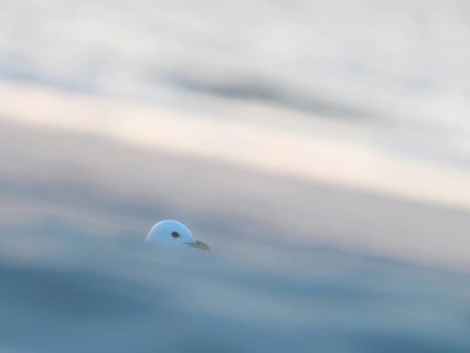 Common gull
