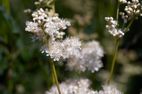 Meadowsweet