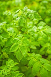 Green plant of the potato
