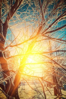Beautiful view trough crone of frosted tree on sun instagram style