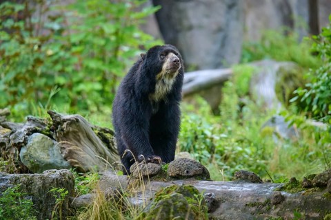 Spectacled bear