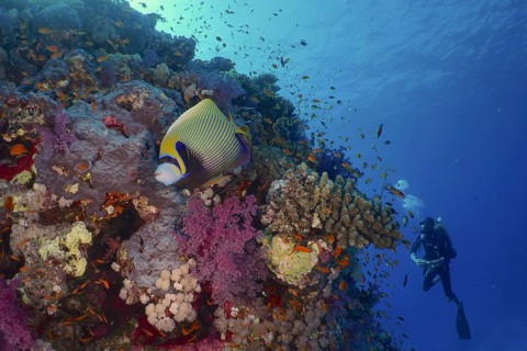 Emperor angelfish
