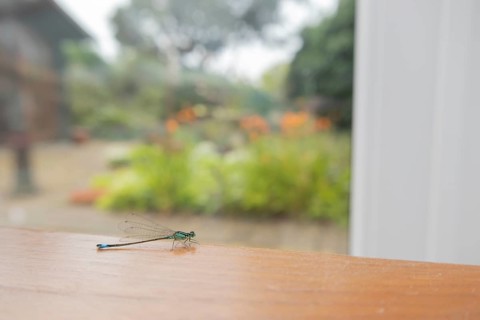 Common blue damselfly