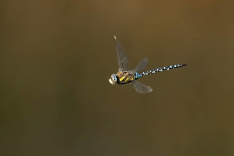 Migrant hawker