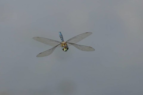 Migrant hawker
