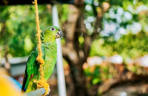 Portrait of a male yellow-necked green parrot. A beautiful and colorful yellow-naped parrot outdoors