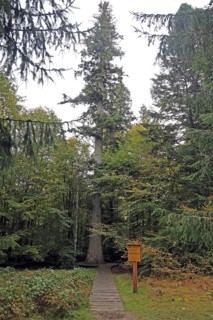 European silver fir