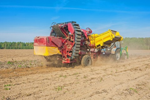 Horvesting of potato view on process of work agricultural concept