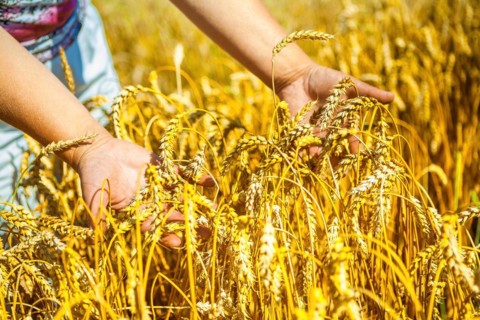 Hands holding wheat plants