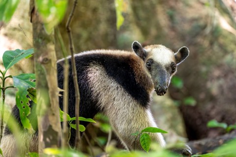 Northern tamandua