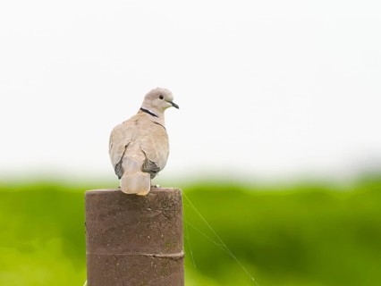 Eurasian Collared Dove