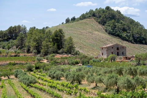 Experience stunning vineyard landscapes in the Priorat wine region
