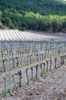 Vineyard in spring in the Ribera del Duero appellation area in the province of Valladolid in Spain
