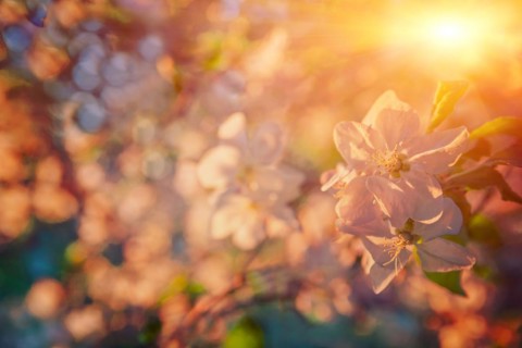 Small branch of blossoming apple tree flowers on blurred background with sun