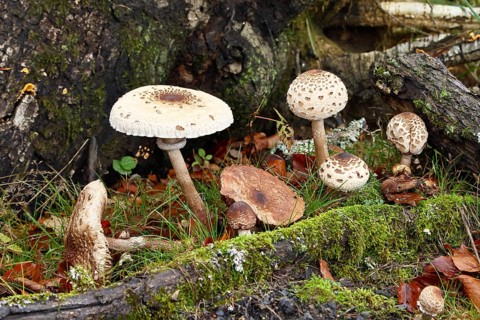 Several parasol mushrooms