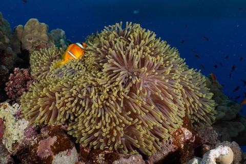 Magnificent sea anemone