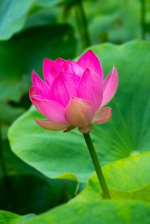 Lotus blossom