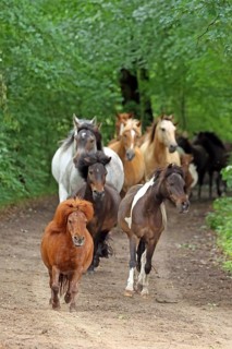 Ponies run out to pasture