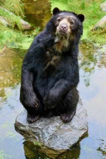 Spectacled bear