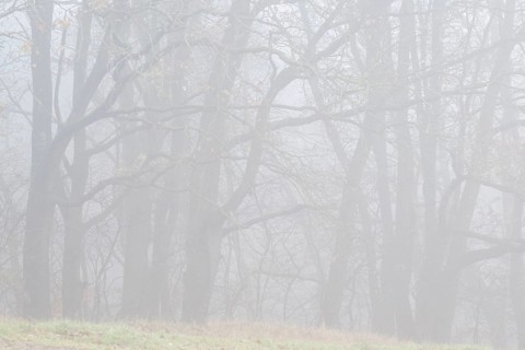 English oaks