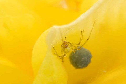 European garden spider