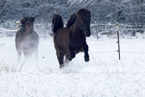 Icelandic horses