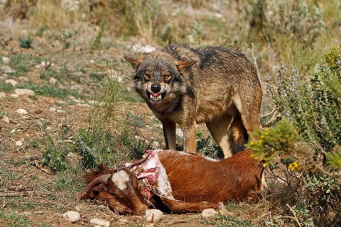 Iberian wolf