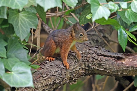 Eurasian red squirrel