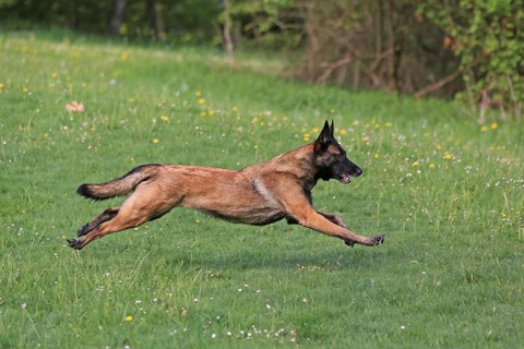 Malinois