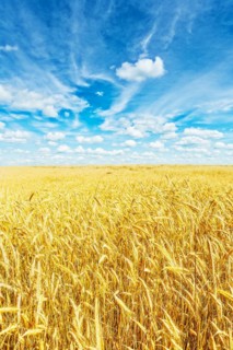 Golden wheat field and beautiful sky