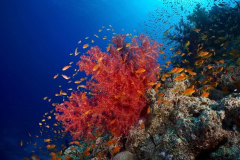 Hemprich's tree coral