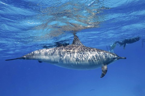 Spinner dolphin