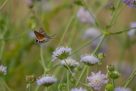 Hummingbird hawk-moth