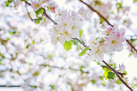 Blossoming apple tree on blurred background instagram style