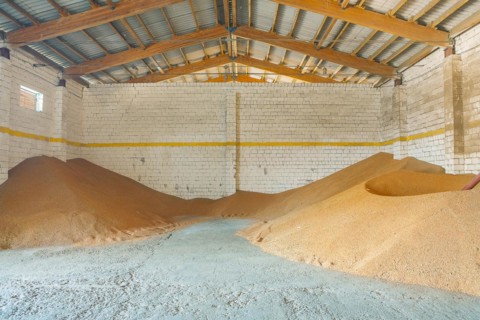 Harvested wheat grains in the old warehouse