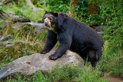 Spectacled bear