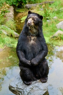 Spectacled bear
