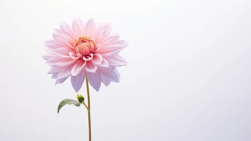 A single pink dahlia with delicate petals stands elegantly against a soft white backdrop Ai generated
