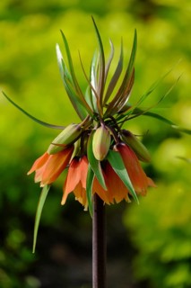 Kaiser's crown