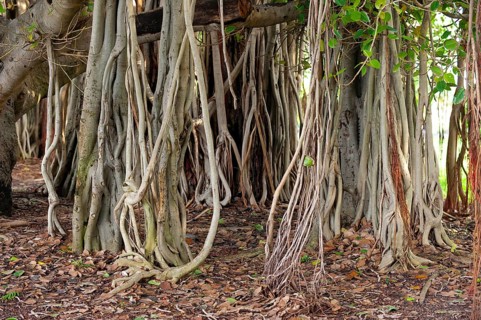 Hanging branches of a strangler fig