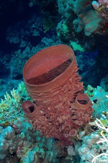 Spiny tube sponge