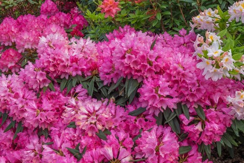 Rhododendron and azalea blossom