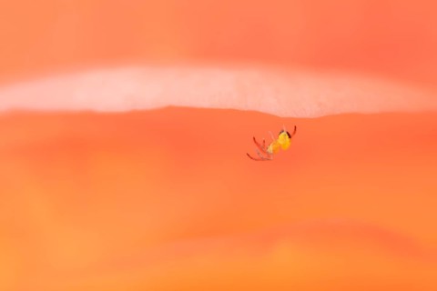 European garden spider