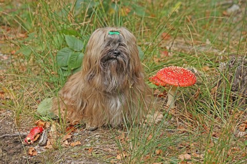 Lhasa Apso sits next to toadstool