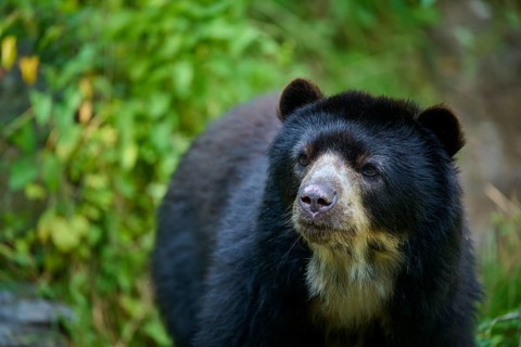 Spectacled bear