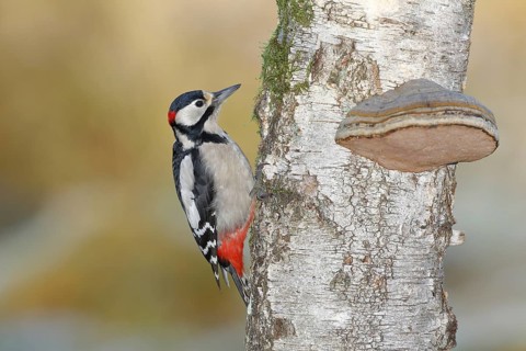 Great spotted woodpecker