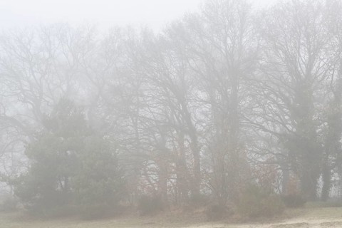 English oaks