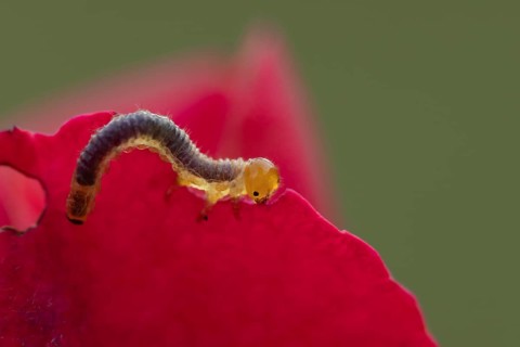 Large rose sawfly